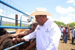 SEDEA encabeza campaña de vacunación a bovinos en Tequisquiapan