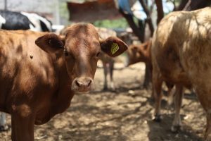 SEDEA encabeza campaña de vacunación a bovinos en Tequisquiapan