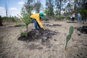 Inicia Temporada de Reforestación 2022 en estado de Querétaro